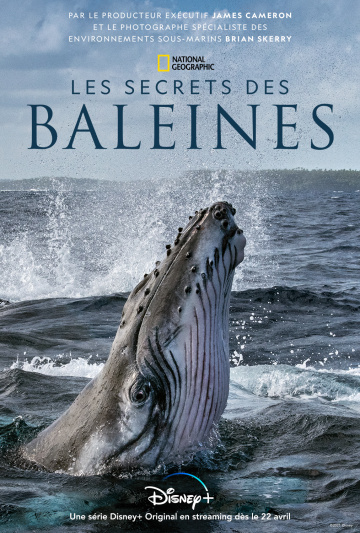 Les Secrets des baleines saison 1 poster